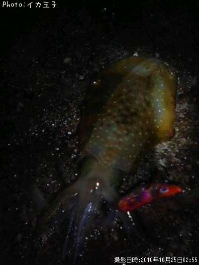 �����ꥤ��