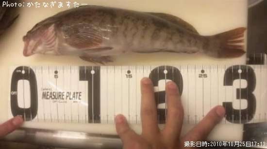 �����ʥ�