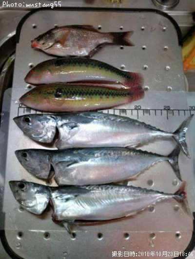 ʿ������