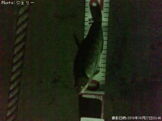 �����ʥ�