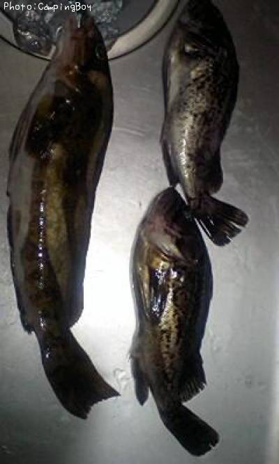 �����ʥ�