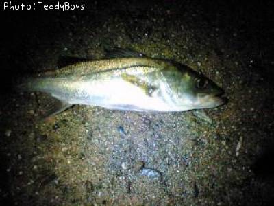 �����Х�