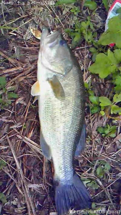 �֥�å��Х�