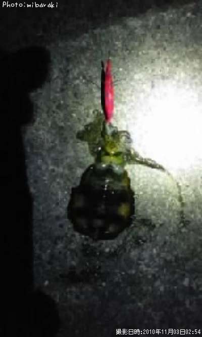 �����ꥤ��