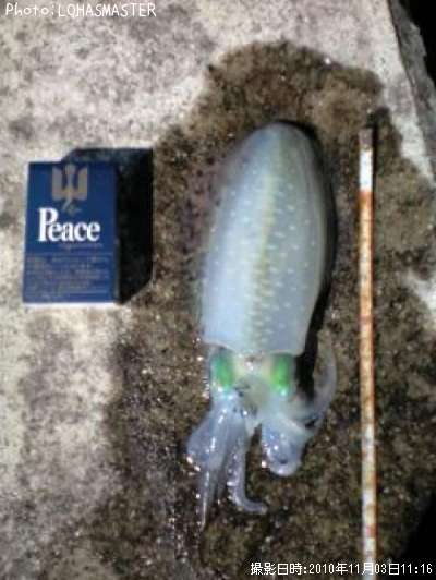 �����ꥤ��