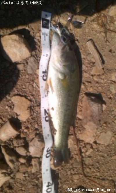 �֥�å��Х�