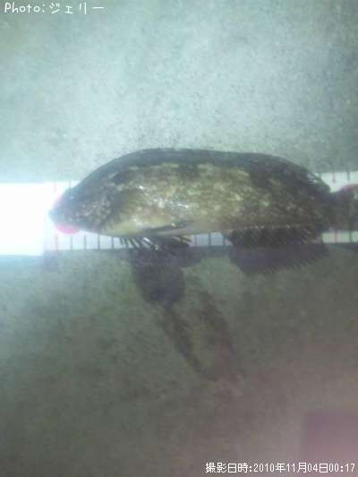 �����ʥ�