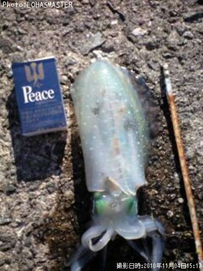 �����ꥤ��