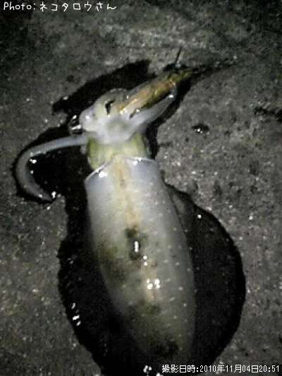 �����ꥤ��