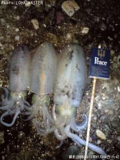 �����ꥤ��