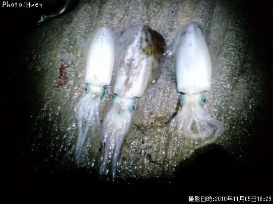 �����ꥤ��