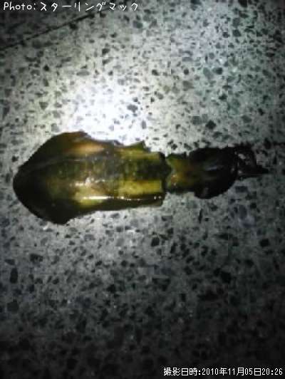 �����ꥤ��