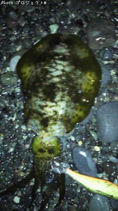 �����ꥤ��