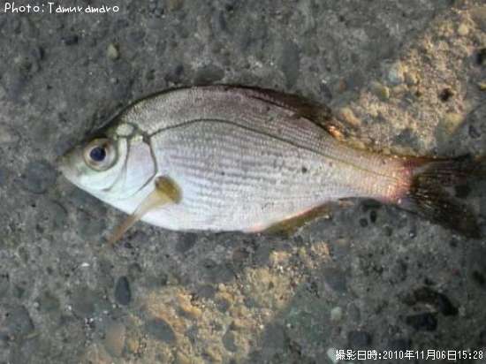 ���ߥ��ʥ�