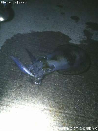 �����ꥤ��