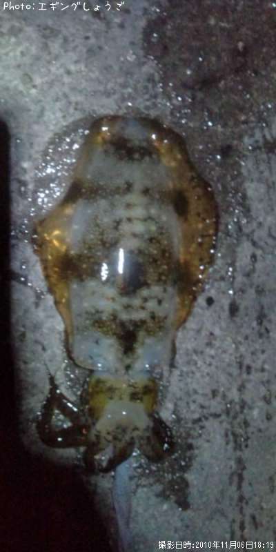 �����ꥤ��