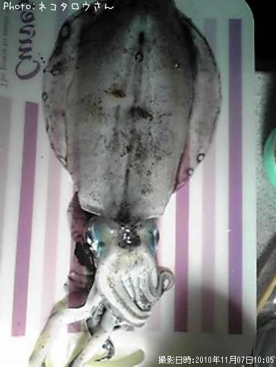 �����ꥤ��