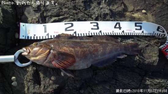 �����ʥ�