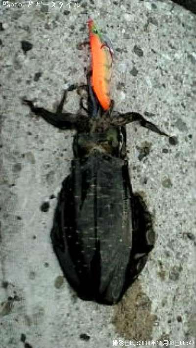 �����ꥤ��