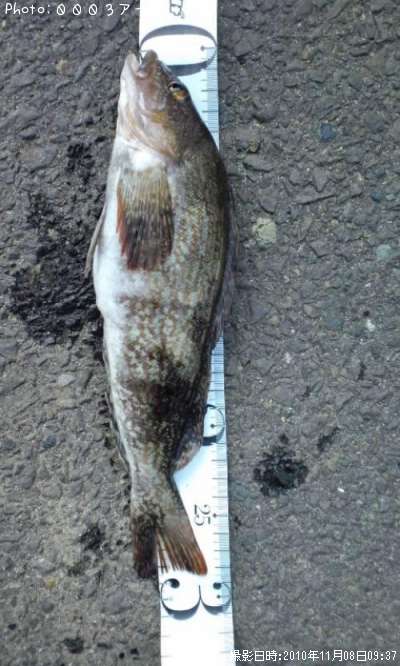 �����ʥ�