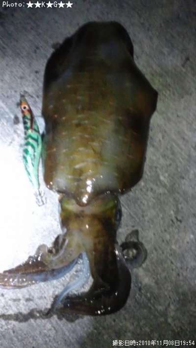 �����ꥤ��