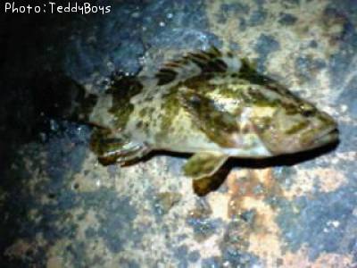 �����Υ���Х�