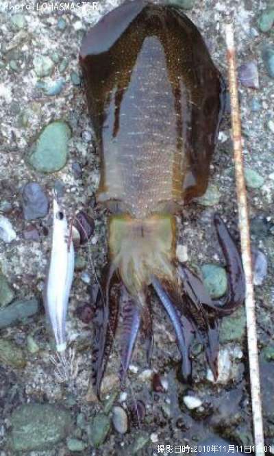 �����ꥤ��