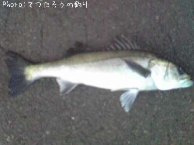 �����Х�