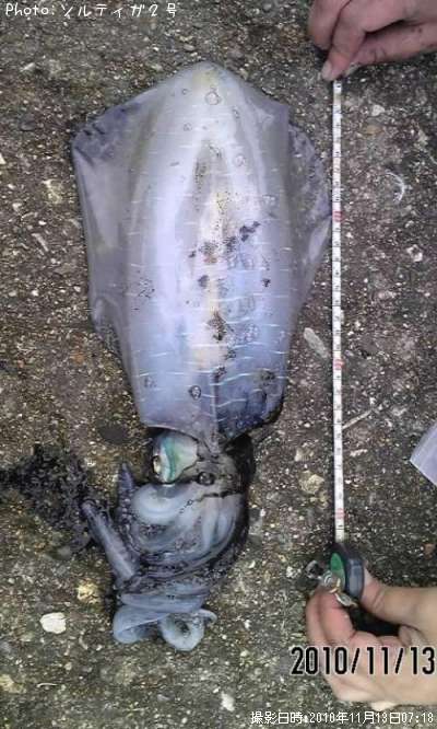 �����ꥤ��