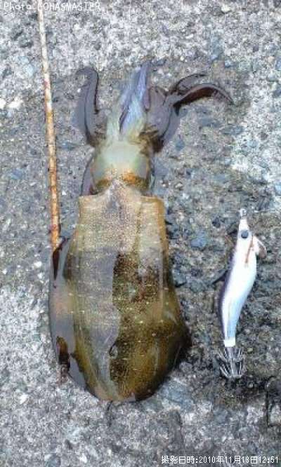 �����ꥤ��