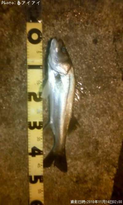 �����Х�