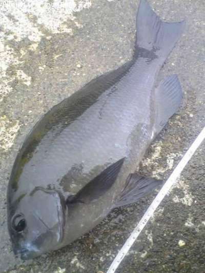 �����᥸��