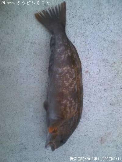 �����ʥ�