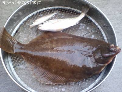 �ޥ����쥤