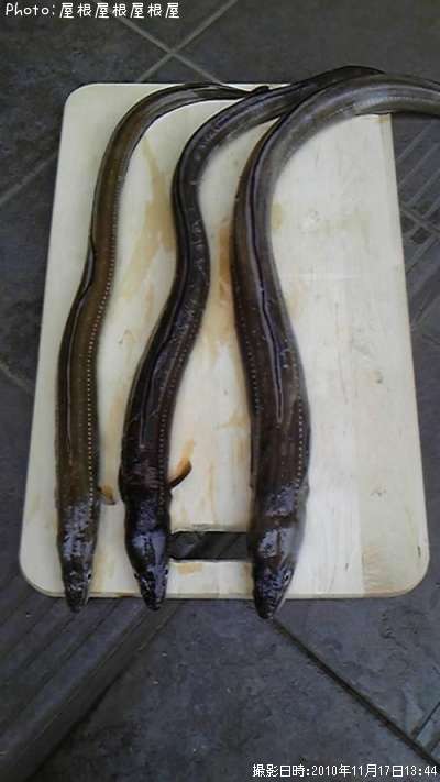 ���ʥ�������ʾС�