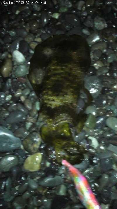 �����ꥤ��