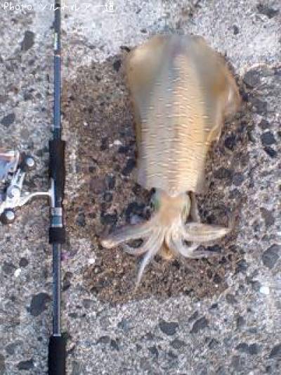 �����ꥤ��