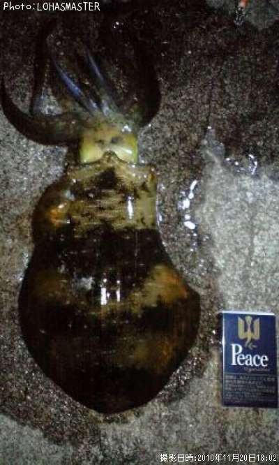 �����ꥤ��