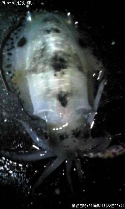 �����ꥤ��