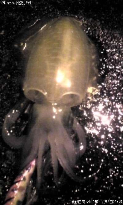 �����ꥤ��