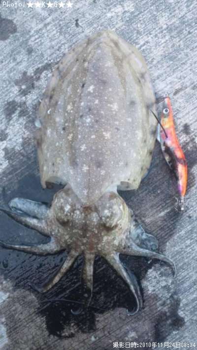 ���֥���