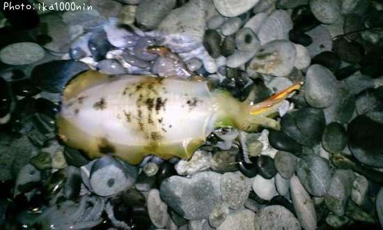 �����ꥤ��