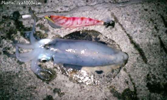 �����ꥤ��