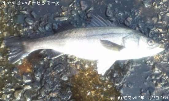 �����Х�