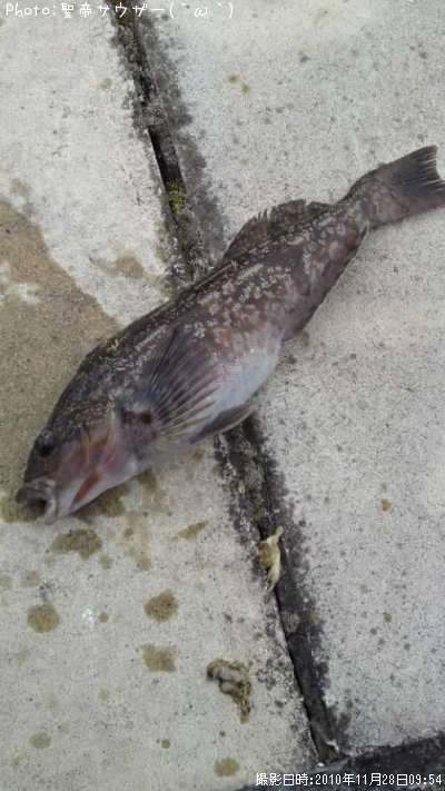 �����ʥ�