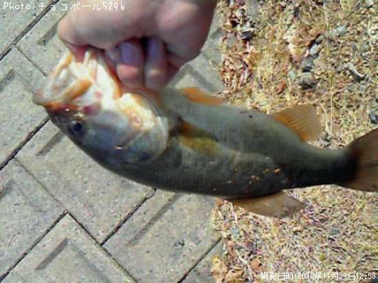 �֥�å��Х�