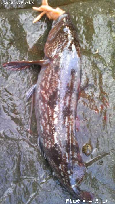 �����ʥ�