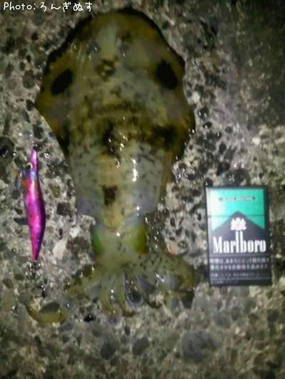 �����ꥤ��