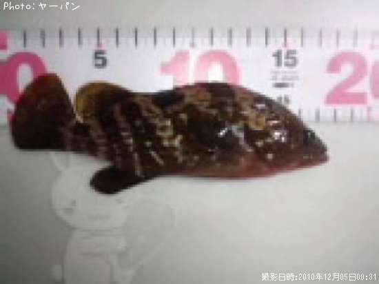 �����ϥ�