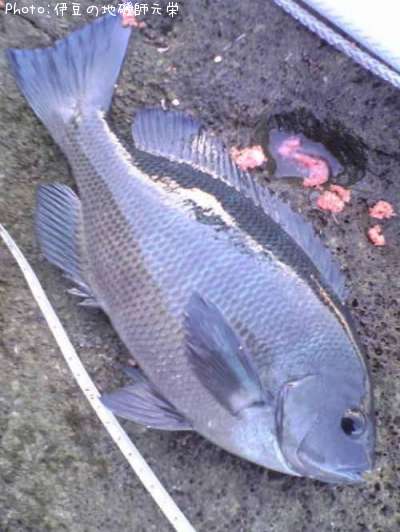 �����᥸��